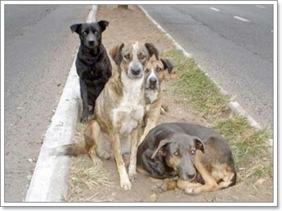 Dogilike.com :: Ҿش! ԵͧҢҧ 