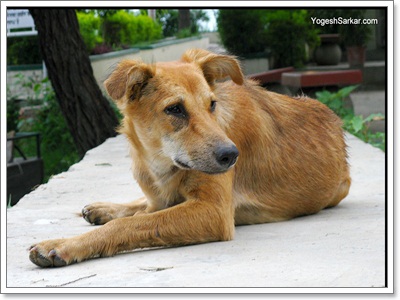 Dogilike.com :: Ҿش! ԵͧҢҧ 
