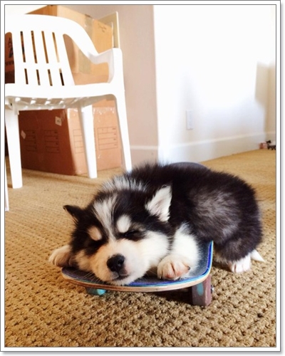 Dogilike.com :: ҾͧҹҨ