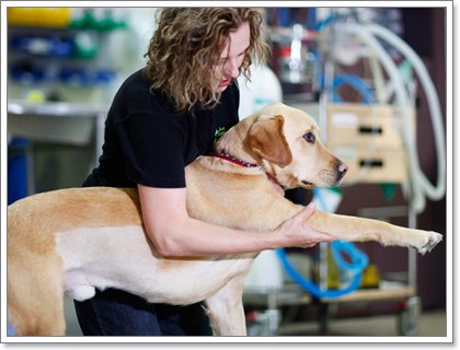 Dogilike.com :: 8 วิธีการทำกายภาพบำบัดน้องหมาได้เองที่บ้าน