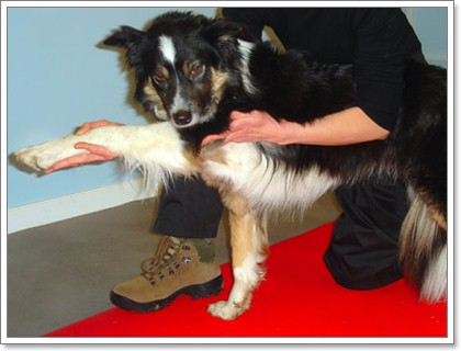 Dogilike.com :: 8 วิธีการทำกายภาพบำบัดน้องหมาได้เองที่บ้าน