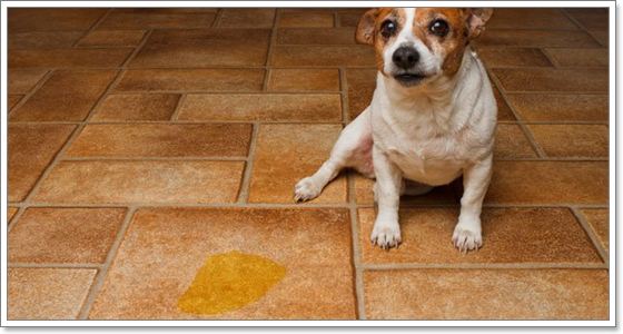 สีปัสสาวะน้องหมาบอกโรคได้จริงหรือ ? | Dogilike.Com