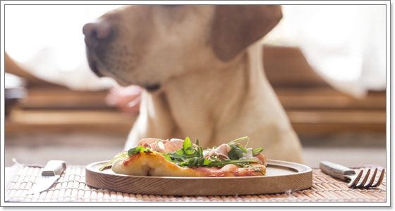 เสริมแร่ธาตุยังไงให้ร่างกายน้องหมาได้ประโยชน์ | Dogilike.com
