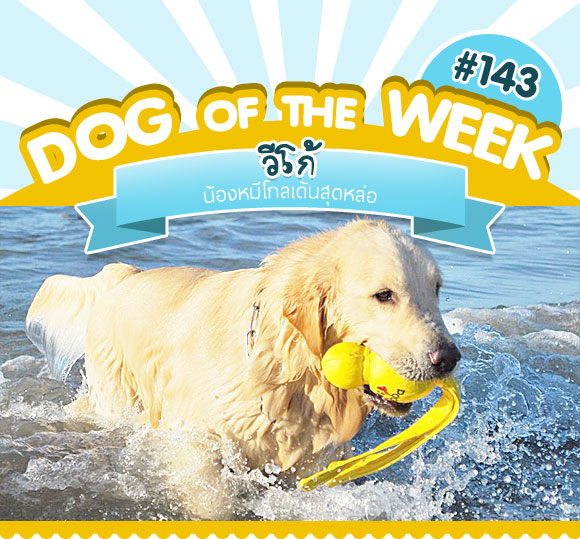 ͧ , عѢ ,  ,  , dog of the week,