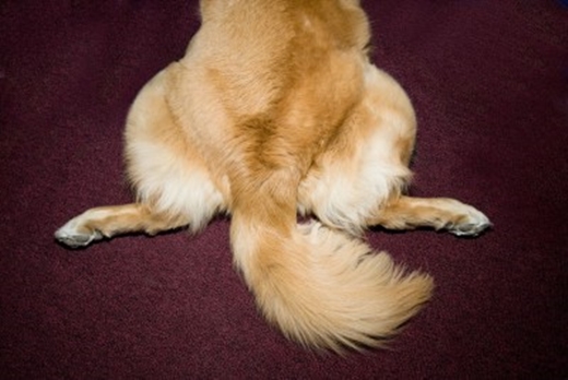 4 ความลับ การสื่อสารผ่านหางของน้องหมา ที่คุณไม่เคยรู้! | Dogilike.Com