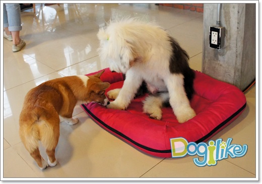 Dogilike.com :: Review : HOPs Dogs Cafe ͧҹѡҧ