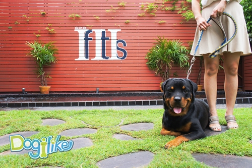 Dogilike.com :: Review : ปาร์ตี้สนุกเติมความสุขด้วยมื้อดีๆ กับน้องหมาที่ If it is 