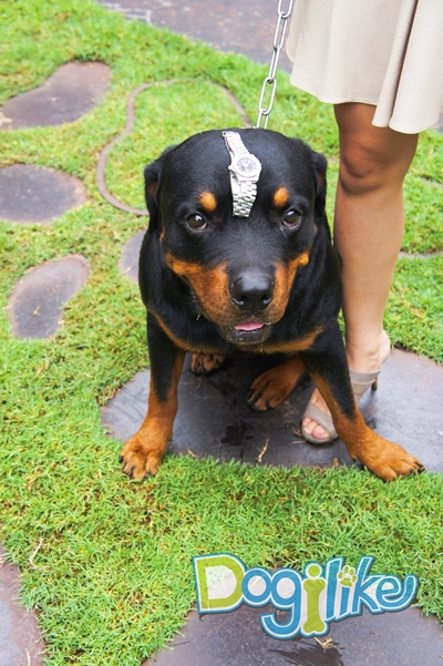 Dogilike.com :: Review : ปาร์ตี้สนุกเติมความสุขด้วยมื้อดีๆ กับน้องหมาที่ If it is 