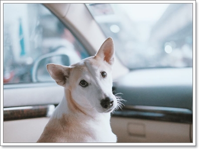 Dogilike.com :: 10 觷ͧҷҨ觴ѧǢ׹!