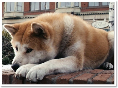 Dogilike.com :: 10 觷ͧҷҨ觴ѧǢ׹!