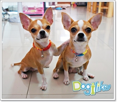 Dogilike.com :: 10 觷ͧҷҨ觴ѧǢ׹!