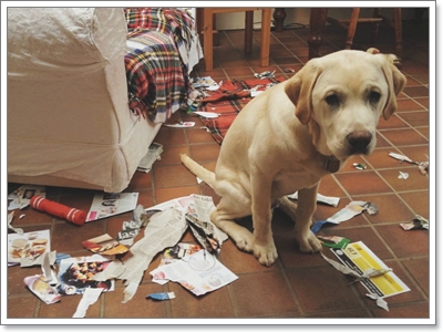 Dogilike.com :: 10 觷ͧҷҨ觴ѧǢ׹!