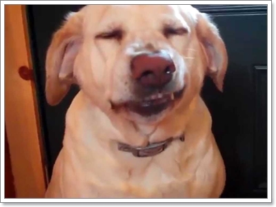 Dogilike.com :: 10 觷ͧҷҨ觴ѧǢ׹!