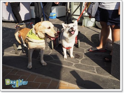 Dogilike.com :: 10 觷ͧҷҨ觴ѧǢ׹!
