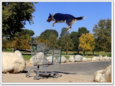 Dogilike.com :: 10 觷ͧҷҨ觴ѧǢ׹!