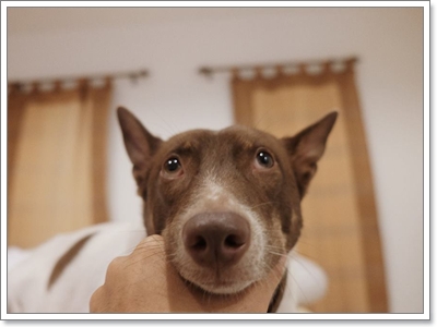 Dogilike.com :: 10 觷ͧҷҨ觴ѧǢ׹!