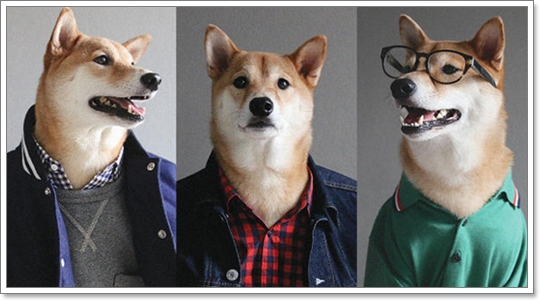 Dogilike.com :: 10 觷ͧҷҨ觴ѧǢ׹!