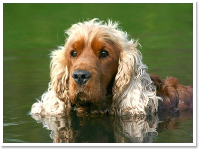 Dogilike.com :: 7 สายพันธุ์น้องหมาชอบแช่น้ำมากที่สุด 