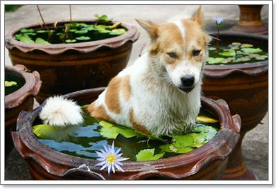 Dogilike.com :: 7 สายพันธุ์น้องหมาชอบแช่น้ำมากที่สุด 