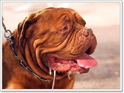 6 สัญญาณอันตรายที่บอกว่าน้องหมาทนร้อนไม่ไหวแล้ว | Dogilike.com