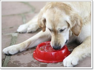 Dogilike.com :: 6 สัญญาณอันตรายที่บอกว่าน้องหมาทนร้อนไม่ไหวแล้ว
