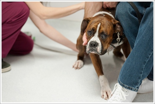 Dogilike.com :: 5 เทคนิคพาน้องหมาไปหาหมออย่างไรไม่ให้หวาดกลัว