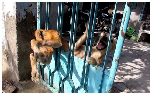 Dogilike.com :: ش! ҵٺèѴԹ¶١ѧǵԴ㹻е