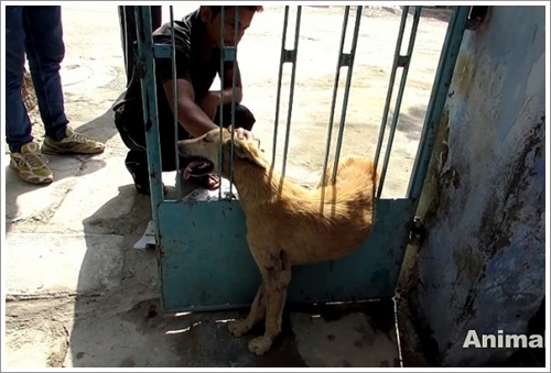 Dogilike.com :: ش! ҵٺèѴԹ¶١ѧǵԴ㹻е