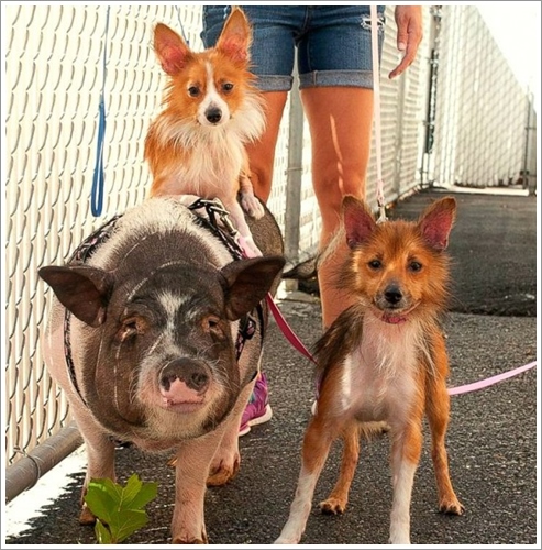 Dogilike.com :: ԵҾѡ!  2 عѢ 1 ٵǹ١Ѻ§¡ѹ