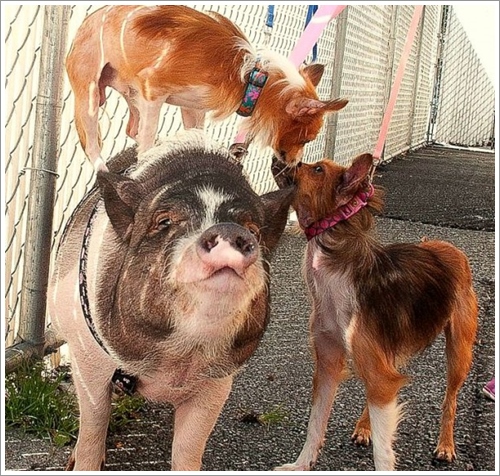 Dogilike.com :: ԵҾѡ!  2 عѢ 1 ٵǹ١Ѻ§¡ѹ