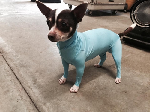 Dogilike.com :: شʹ !! ԴǪشѺعѢѭҢǧ 駡Ш㹺ҹ