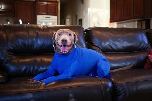 Dogilike.com :: شʹ !! ԴǪشѺعѢѭҢǧ 駡Ш㹺ҹ