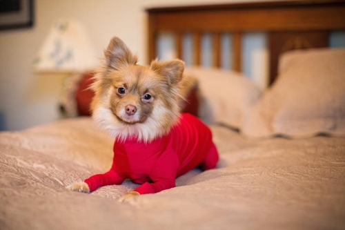 Dogilike.com :: شʹ !! ԴǪشѺعѢѭҢǧ 駡Ш㹺ҹ