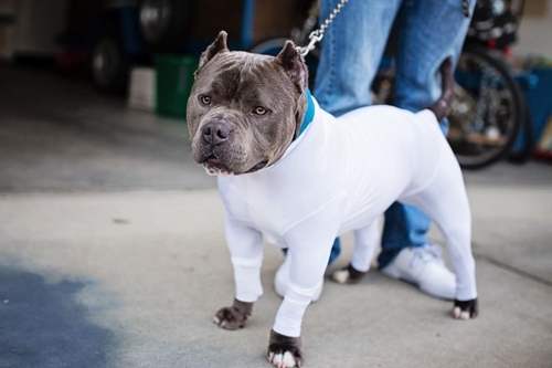 Dogilike.com :: شʹ !! ԴǪشѺعѢѭҢǧ 駡Ш㹺ҹ