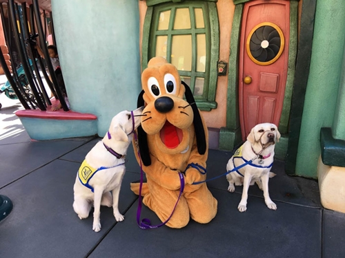 Dogilike.com :: ʹ! عѢͽ֡ҹ㹴ʹŹ 觹觽֡ҸŻԹҴٻ