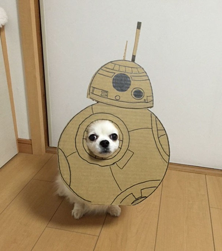Dogilike.com :: ! ˭ԧ蹵ѴдѧӾͺٻҵٺ ʹ 