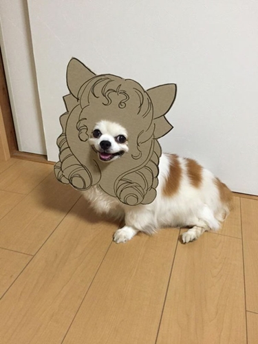 Dogilike.com :: ! ˭ԧ蹵ѴдѧӾͺٻҵٺ ʹ 
