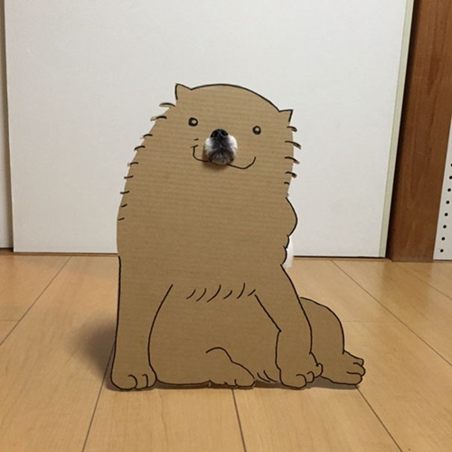Dogilike.com :: ! ˭ԧ蹵ѴдѧӾͺٻҵٺ ʹ 