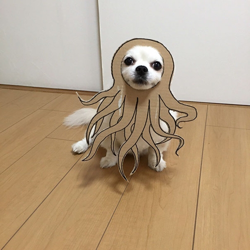 Dogilike.com :: ! ˭ԧ蹵ѴдѧӾͺٻҵٺ ʹ 