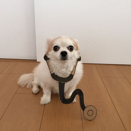 Dogilike.com :: ! ˭ԧ蹵ѴдѧӾͺٻҵٺ ʹ 