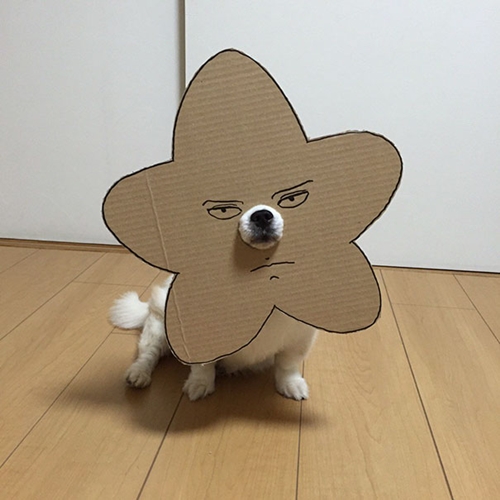 Dogilike.com :: ! ˭ԧ蹵ѴдѧӾͺٻҵٺ ʹ 