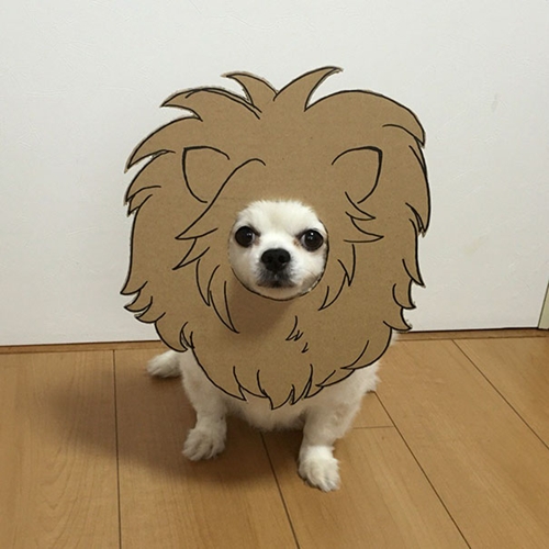 Dogilike.com :: ! ˭ԧ蹵ѴдѧӾͺٻҵٺ ʹ 