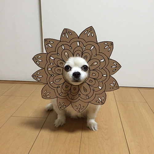 Dogilike.com :: ! ˭ԧ蹵ѴдѧӾͺٻҵٺ ʹ 