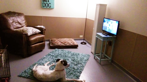 Dogilike.com :: ٹѡԧ ¨ѴͧعѢ֡ͺ͹ҹ ҧѺ§ !!