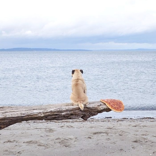 Dogilike.com :: ӵѹ ! ˹ѡԹҧҾ һꡤ͡Թҧ