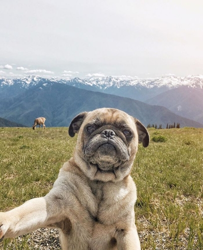 Dogilike.com :: ӵѹ ! ˹ѡԹҧҾ һꡤ͡Թҧ