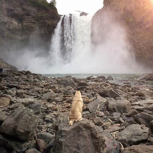 Dogilike.com :: ӵѹ ! ˹ѡԹҧҾ һꡤ͡Թҧ