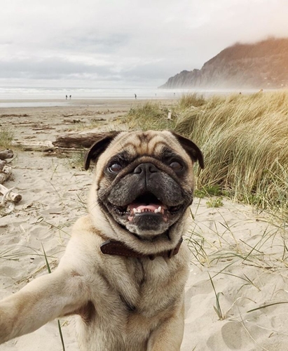 Dogilike.com :: ӵѹ ! ˹ѡԹҧҾ һꡤ͡Թҧ