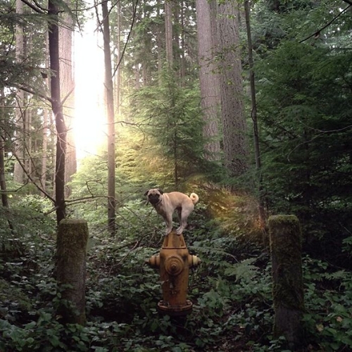 Dogilike.com :: ӵѹ ! ˹ѡԹҧҾ һꡤ͡Թҧ
