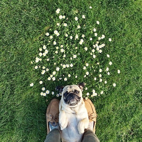 Dogilike.com :: ӵѹ ! ˹ѡԹҧҾ һꡤ͡Թҧ